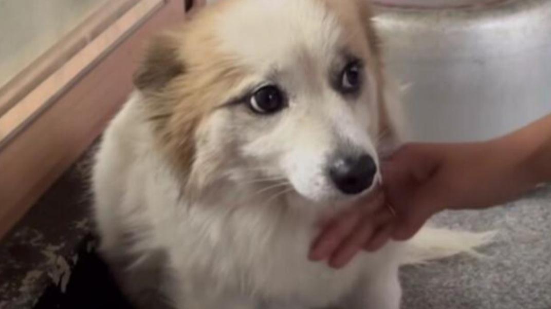 一家9口全部罹難,獨留愛犬「布丁」在家默默等待。(互聯網)