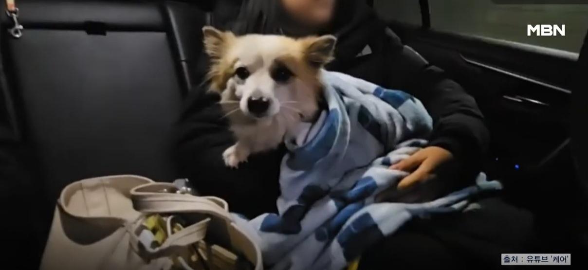 布丁暫由動保人員照顧。(互聯網)