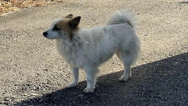 「布丁」在村裡徘徊,似在等候主人回家。(互聯網)