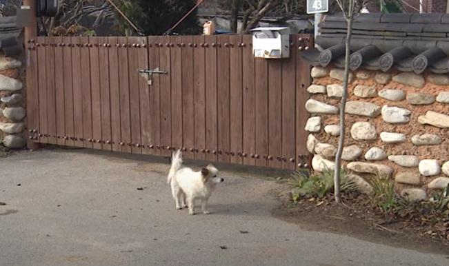 「布丁」在家門前等候。(互聯網)