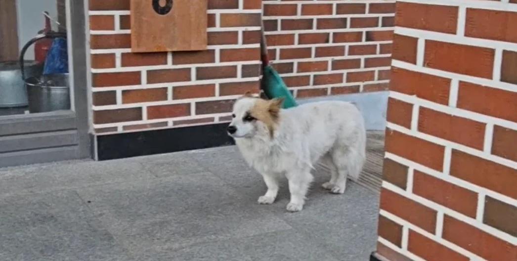 「布丁」等候主人回家。(互聯網)