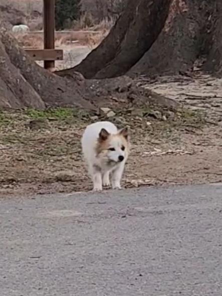 「布丁」在村裡徘徊,似在等候主人回家。(互聯網)