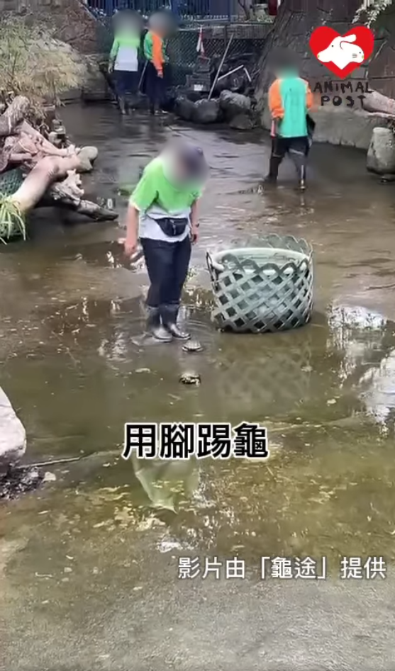 《香港動物報》FB影片截圖
