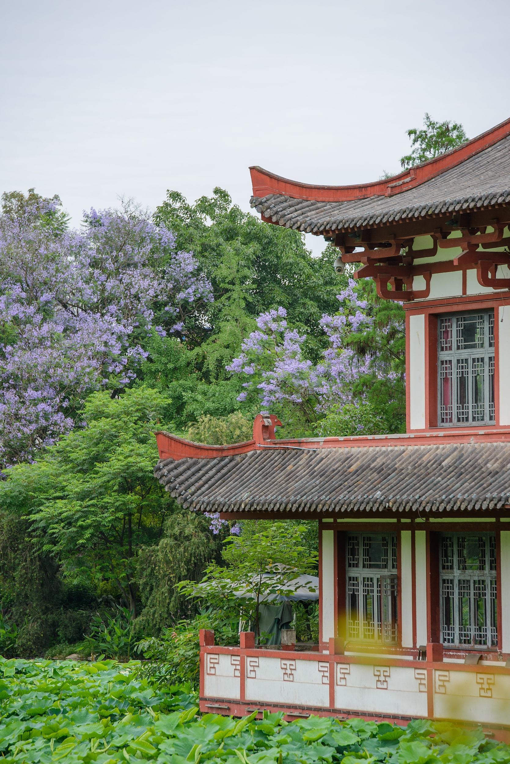 天池公園占地約2,500米,種有多種花木,像是荷花、海棠、楓葉、臘梅等,四時花繁,環境優美。(圖片來源:視覺中國)