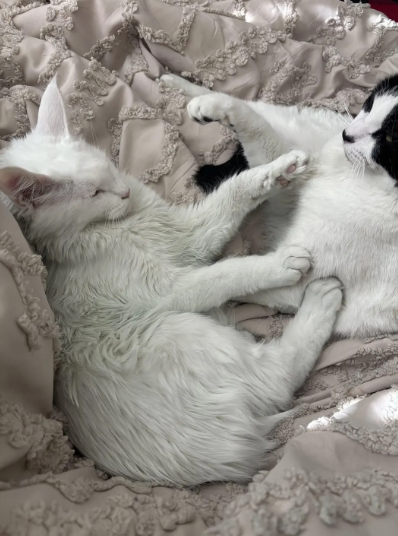 女事主發現家中白貓及多種物品無端染上暗綠色。(互聯網)