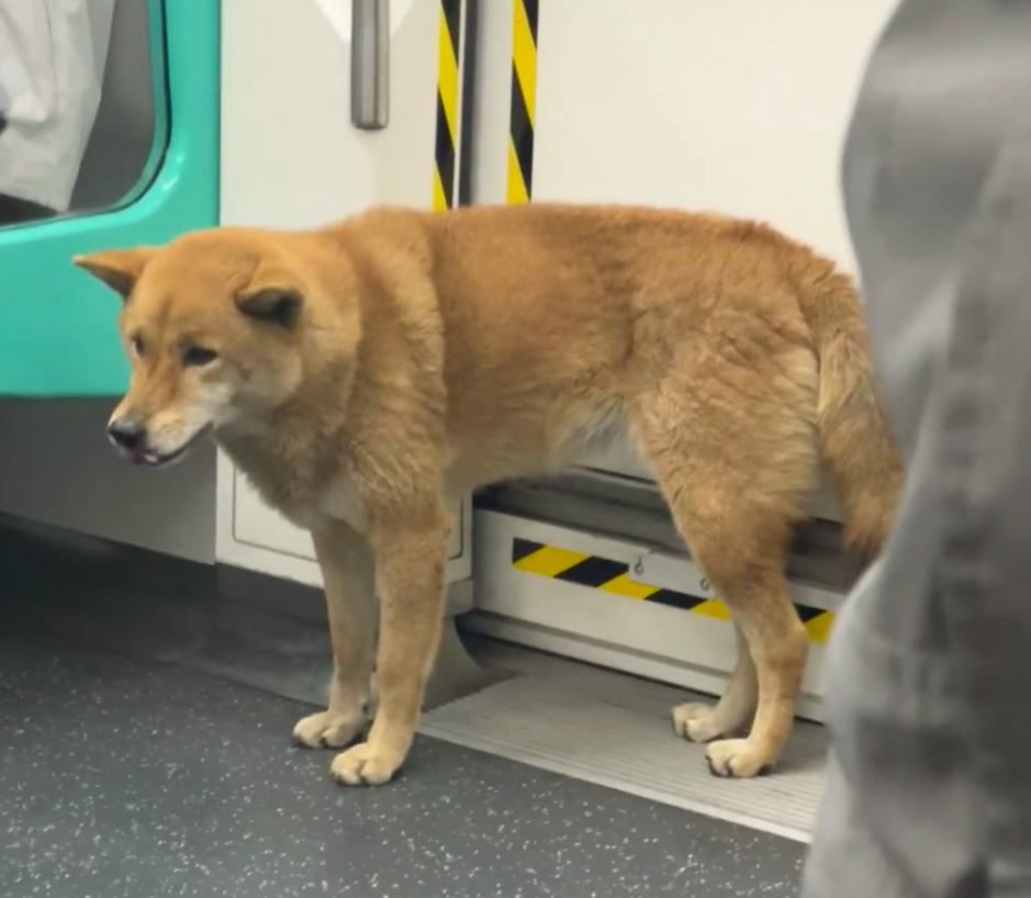 近日一隻小狗被發現於深圳地鐵6號線的車廂獨自流浪,事件引發全城網民關注。經過近30小時努力,這隻名為「王可樂」的廣西土獵犬終於與主人重聚。