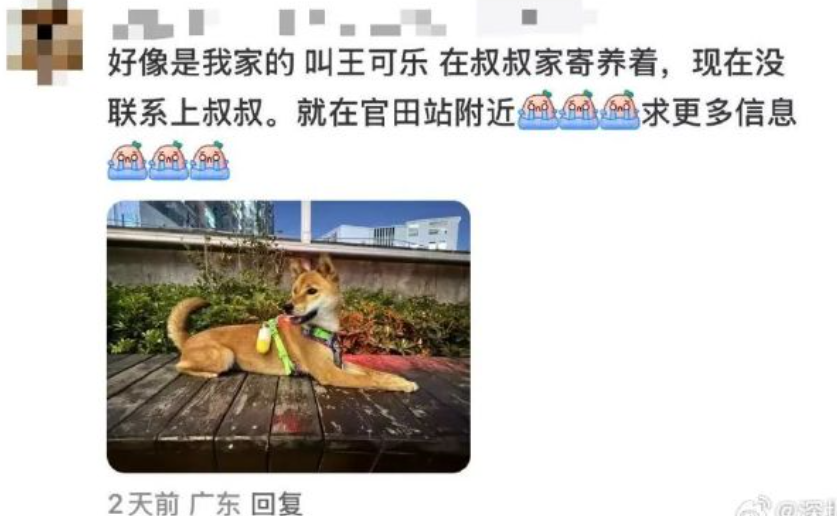 狗主宋先生表示,上周五(7日)中午在社交媒體看到消息,一眼就認出走失狗隻是他春節期間寄養在叔叔家的「王可樂」,並向叔叔確認後,立即在網上留言要求網民提供愛犬訊息並協助轉發貼文。