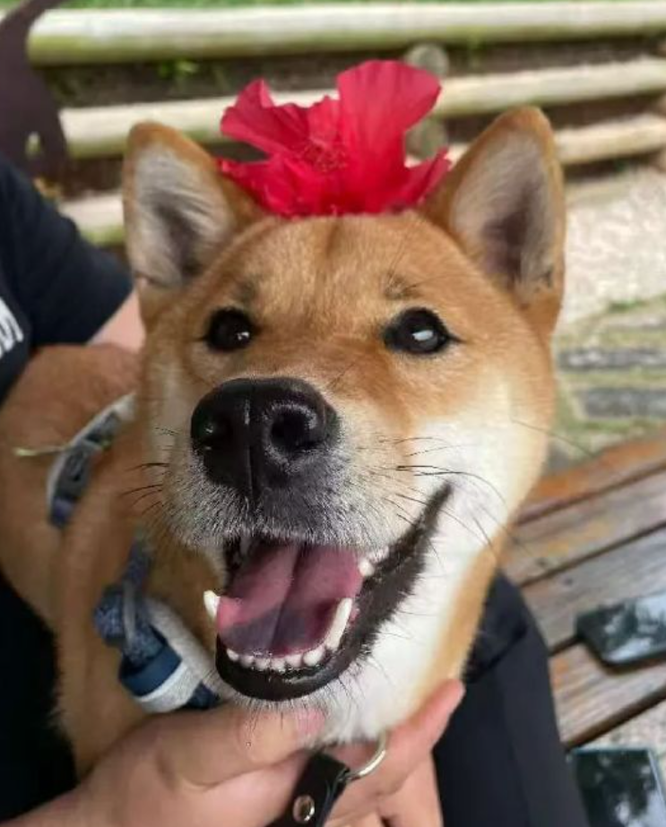 近日一隻小狗被發現於深圳地鐵6號線的車廂獨自流浪,事件引發全城網民關注。經過近30小時努力,這隻名為「王可樂」的廣西土獵犬終於與主人重聚。