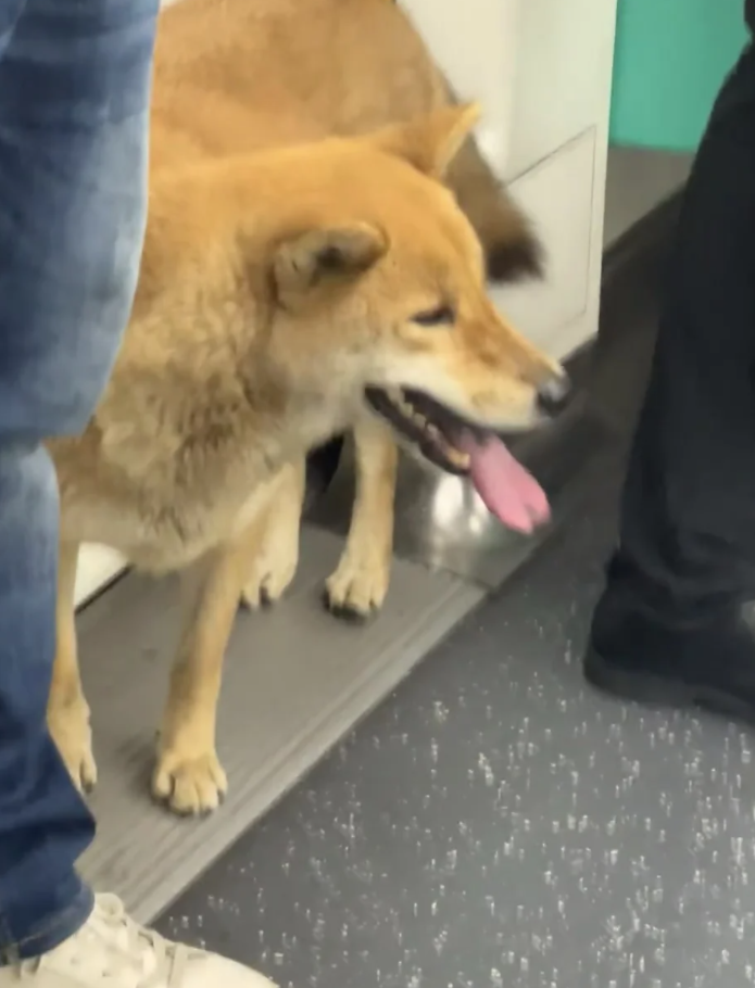 近日一隻小狗被發現於深圳地鐵6號線的車廂獨自流浪,事件引發全城網民關注。經過近30小時努力,這隻名為「王可樂」的廣西土獵犬終於與主人重聚。