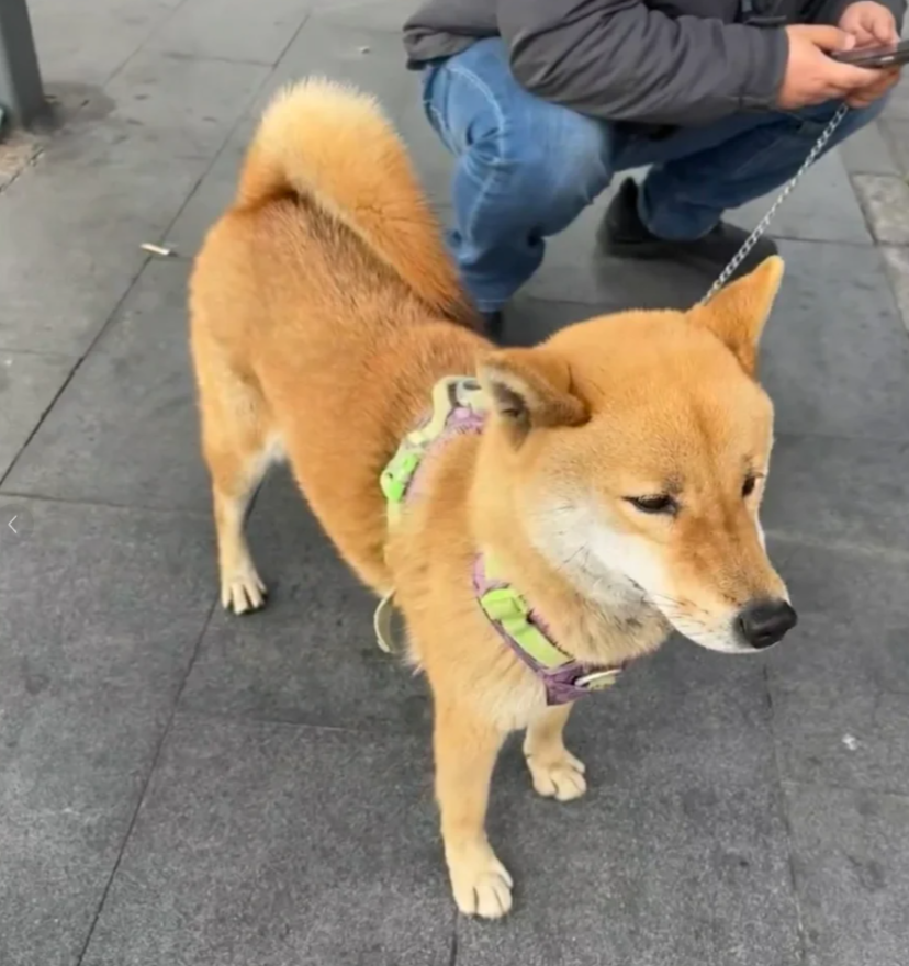 近日一隻小狗被發現於深圳地鐵6號線的車廂獨自流浪,事件引發全城網民關注。經過近30小時努力,這隻名為「王可樂」的廣西土獵犬終於與主人重聚。