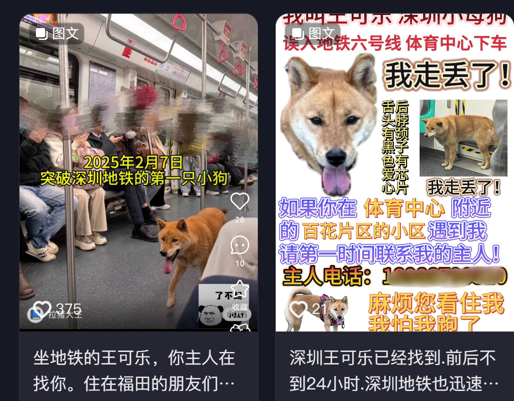 近日一隻小狗被發現於深圳地鐵6號線的車廂獨自流浪,事件引發全城網民關注。經過近30小時努力,這隻名為「王可樂」的廣西土獵犬終於與主人重聚。