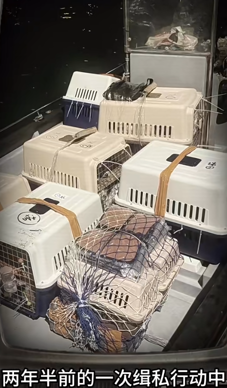 香港海關兩年半前展開的一次緝私行動中發現Alpha。(海關小紅書截圖)