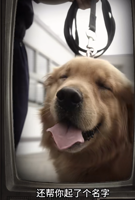 海關最終決定把牠留下,並取名為Alpha。(海關小紅書截圖)