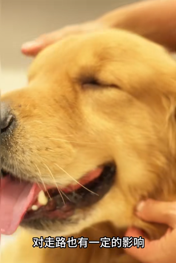 Alpha首次體檢中,醫生檢查出牠有白內障。(海關小紅書截圖)