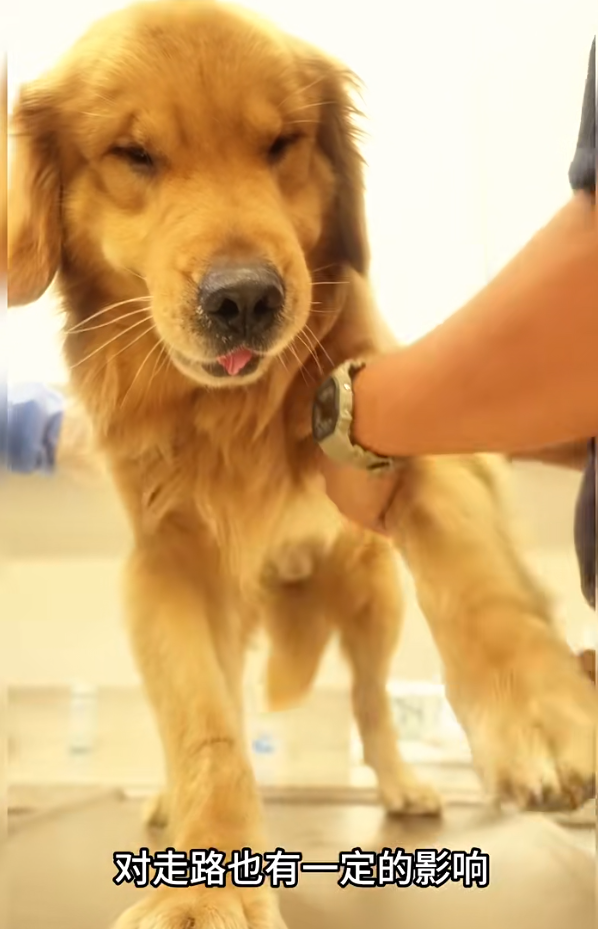 Alpha首次體檢中,醫生檢查出牠有白內障。(海關小紅書截圖)