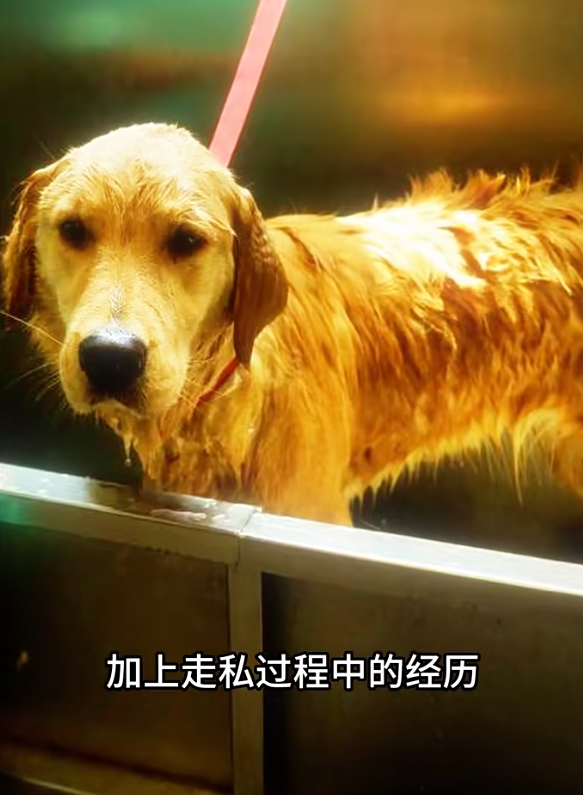 Alpha的領犬員指雖然面臨這些挑戰,但牠在訓練中表現出色,並且可能因為視力問題及過往的走私經歷,牠對陌生人及環境更敏感,白內障令嗅覺更靈敏,這對於牠的嗅查工作表現大有幫助。(海關小紅書截圖)