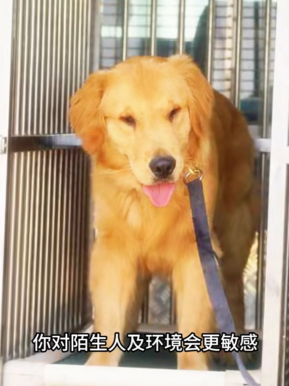 Alpha的領犬員指雖然面臨這些挑戰,但牠在訓練中表現出色,並且可能因為視力問題及過往的走私經歷,牠對陌生人及環境更敏感,白內障令嗅覺更靈敏,這對於牠的嗅查工作表現大有幫助。(海關小紅書截圖)