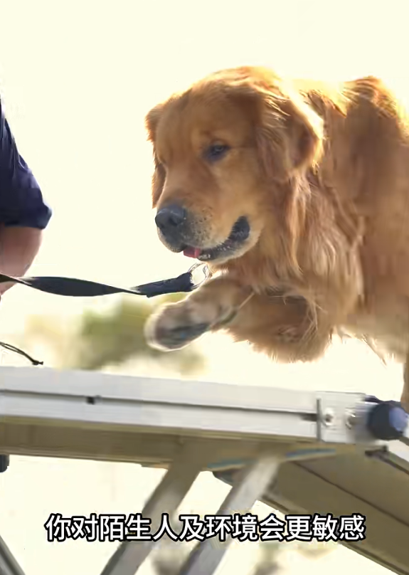 Alpha的領犬員指雖然面臨這些挑戰,但牠在訓練中表現出色,並且可能因為視力問題及過往的走私經歷,牠對陌生人及環境更敏感,白內障令嗅覺更靈敏,這對於牠的嗅查工作表現大有幫助。(海關小紅書截圖)