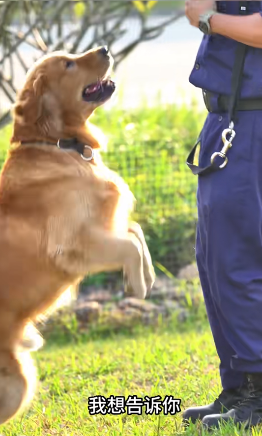 Alpha的領犬員指雖然面臨這些挑戰,但牠在訓練中表現出色,並且可能因為視力問題及過往的走私經歷,牠對陌生人及環境更敏感,白內障令嗅覺更靈敏,這對於牠的嗅查工作表現大有幫助。(海關小紅書截圖)