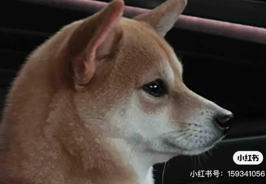 湖北宜昌有山脈外形酷似一隻小狗趴在江邊。照片令該山稱網民稱為「小狗山」和「狗仔山」,成為網紅景點,不少網民亦發布自家毛孩照片對比」。(小紅書)