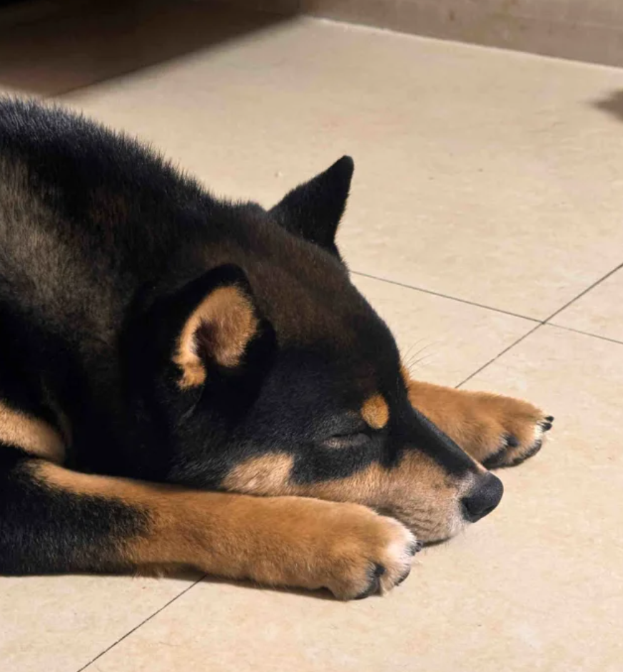 湖北宜昌有山脈外形酷似一隻小狗趴在江邊。照片令該山稱網民稱為「小狗山」和「狗仔山」,成為網紅景點,不少網民亦發布自家毛孩照片對比」。(小紅書)