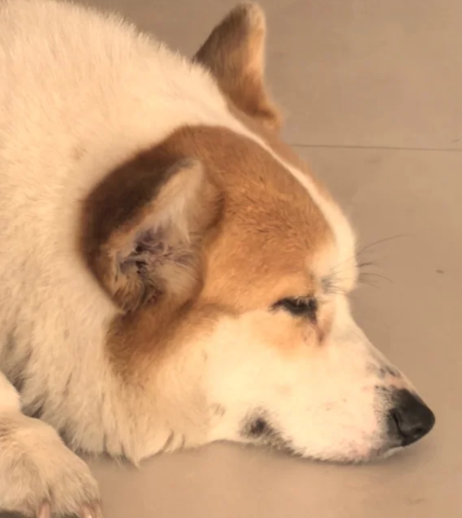 湖北宜昌有山脈外形酷似一隻小狗趴在江邊。照片令該山稱網民稱為「小狗山」和「狗仔山」,成為網紅景點,不少網民亦發布自家毛孩照片對比」。(小紅書)