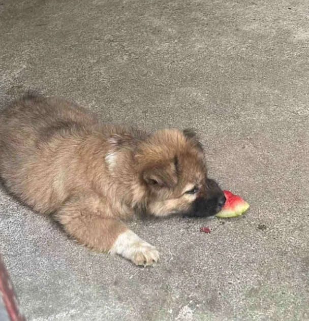 湖北宜昌有山脈外形酷似一隻小狗趴在江邊。照片令該山稱網民稱為「小狗山」和「狗仔山」,成為網紅景點,不少網民亦發布自家毛孩照片對比」。(小紅書)