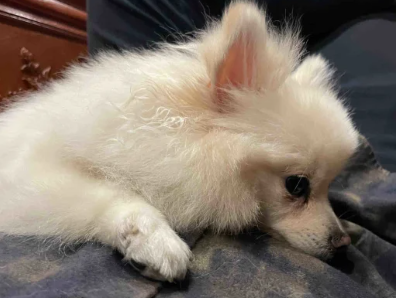 湖北宜昌有山脈外形酷似一隻小狗趴在江邊。照片令該山稱網民稱為「小狗山」和「狗仔山」,成為網紅景點,不少網民亦發布自家毛孩照片對比」。(小紅書)