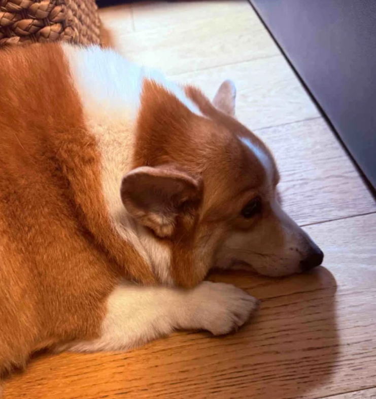 湖北宜昌有山脈外形酷似一隻小狗趴在江邊。照片令該山稱網民稱為「小狗山」和「狗仔山」,成為網紅景點,不少網民亦發布自家毛孩照片對比」。(小紅書)