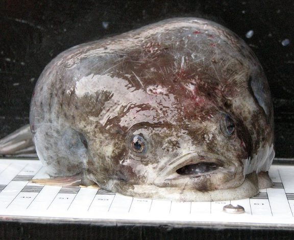 羅曼估計「怪魚」真身是「白令海圓腹魚」(圖、Aptocyclus ventricosus)。(互聯網)