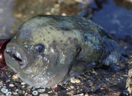 羅曼估計「怪魚」真身是「白令海圓腹魚」(圖、Aptocyclus ventricosus)。(互聯網)
