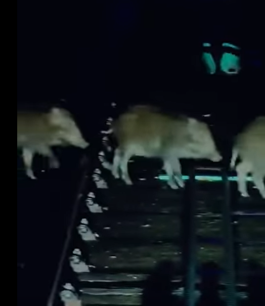 @fb車cam L(香港群組)影片截圖