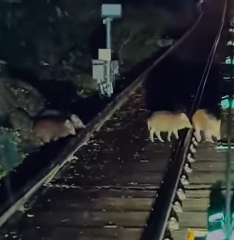 @fb車cam L(香港群組)影片截圖