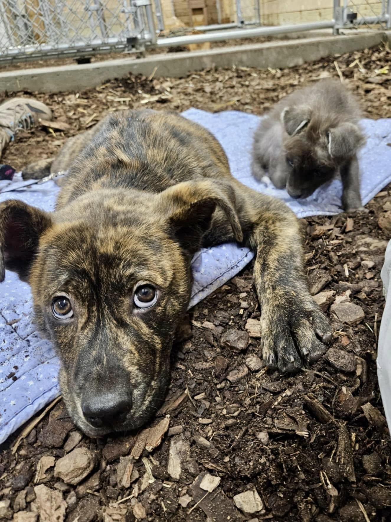 動物園表示,等到鬃狼Amora長得夠大之後,將會讓狗狗Slinky「退休」。(FB)