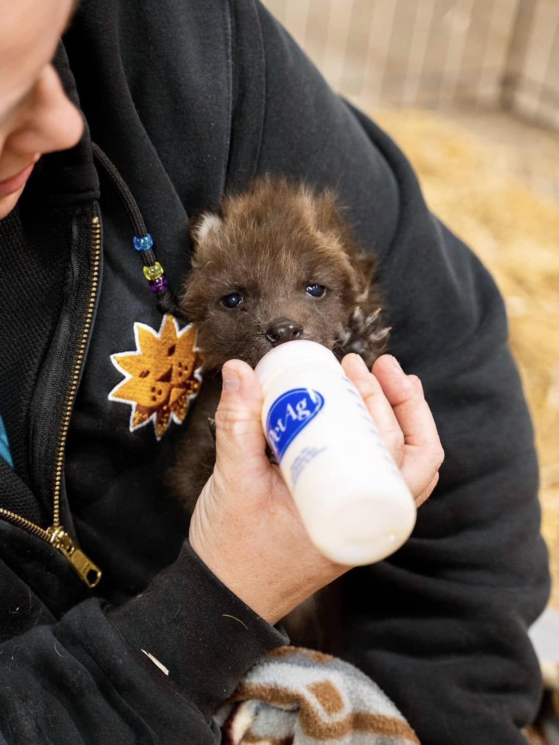 名叫Amora的鬃狼寶寶,牠的媽媽剛不幸過世,沒有同類可以陪伴。(FB)