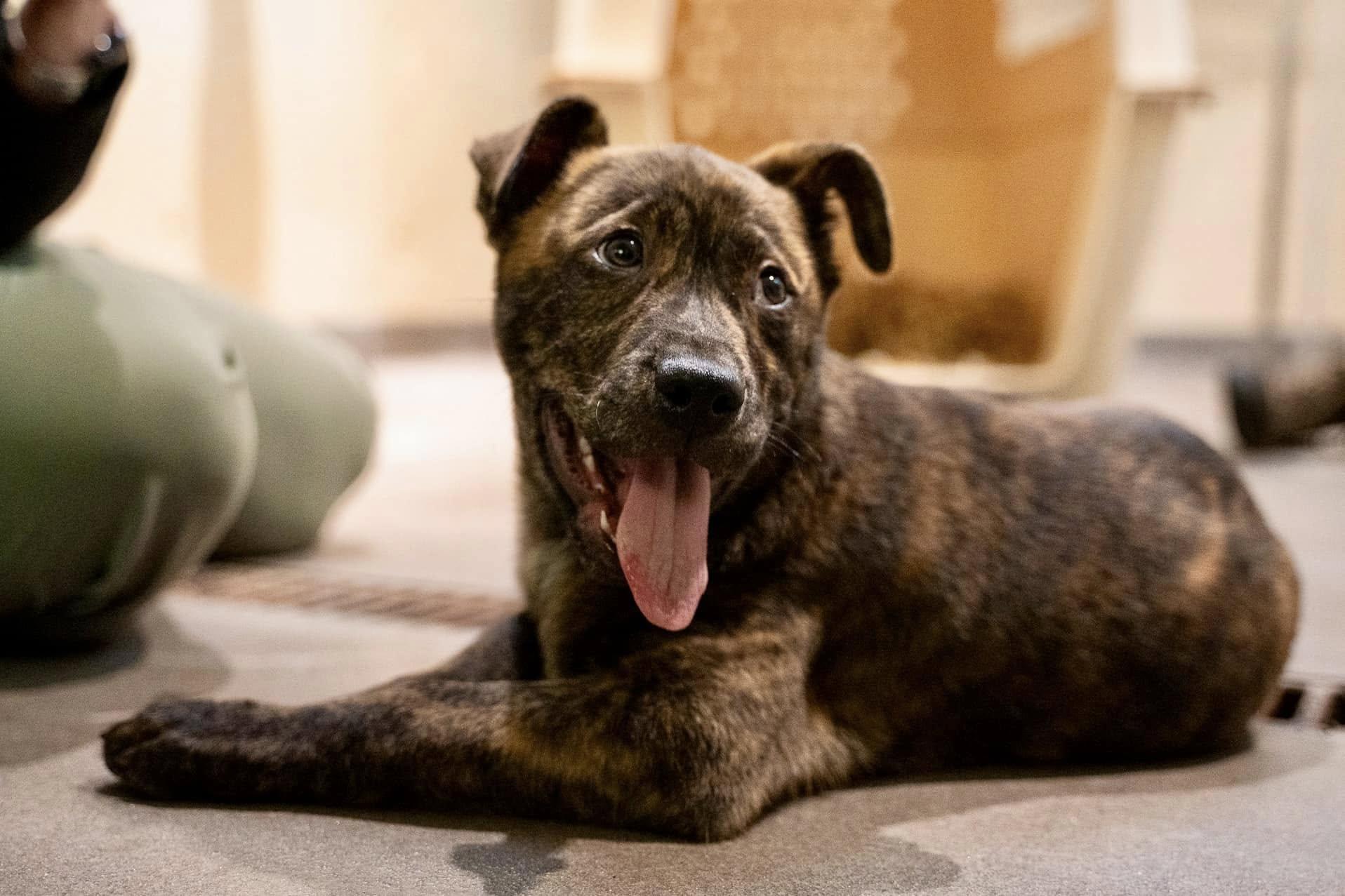 KHS亦指,看到Slinky恢復笑容也同樣感到無比欣慰。(FB)