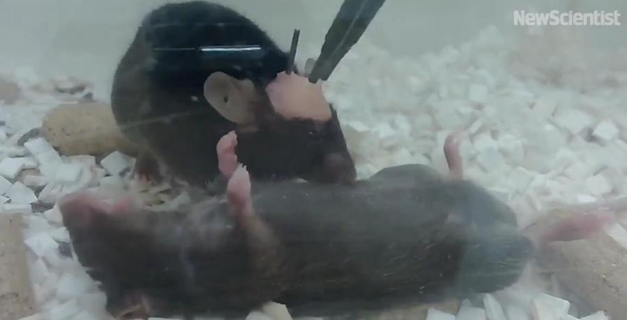 當老鼠遇到失去意識的熟悉同伴時,會展現出一系列漸進式的照顧看護行為。(X)