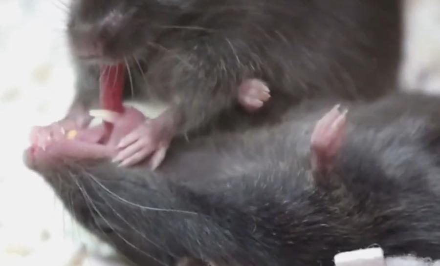 所有案例中都觀察到老鼠試圖處理昏迷同伴的口腔,其中半數成功拉出對方舌頭,彷彿在嘗試確保呼吸道暢通。(X)