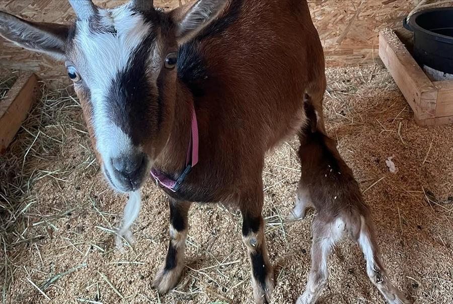 雖然標榜是「動物園」,但園區較像單人經營的寵物農場。(IG)