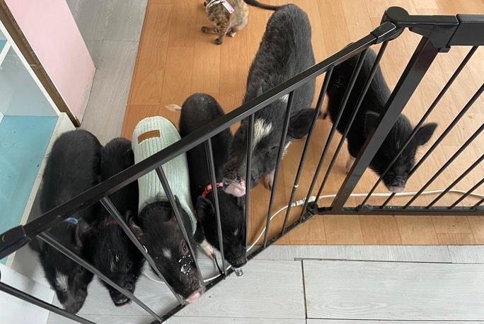 雖然標榜是「動物園」,但園區較像單人經營的寵物農場。(IG)