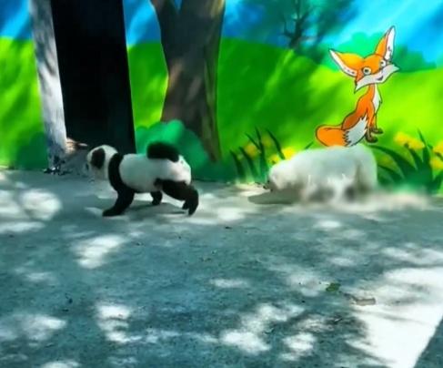 園方指,因為之前淄博當地動物園曾推出把狗化妝成熊貓的「熊貓狗」網上走紅,因此效仿做法。(微博)