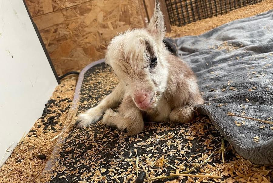 雖然標榜是「動物園」,但園區較像單人經營的寵物農場。(IG)