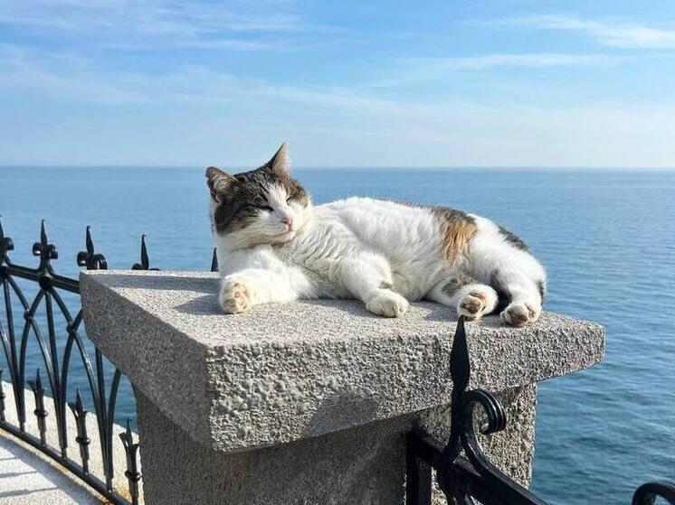 住在著名觀光景點燕窩城堡(Swallow's Nest)已逾10年的貓咪Musya。(X)