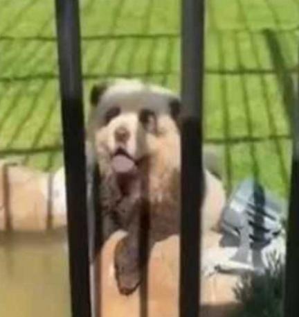 園方指,因為之前淄博當地動物園曾推出把狗化妝成熊貓的「熊貓狗」網上走紅,因此效仿做法。(微博)