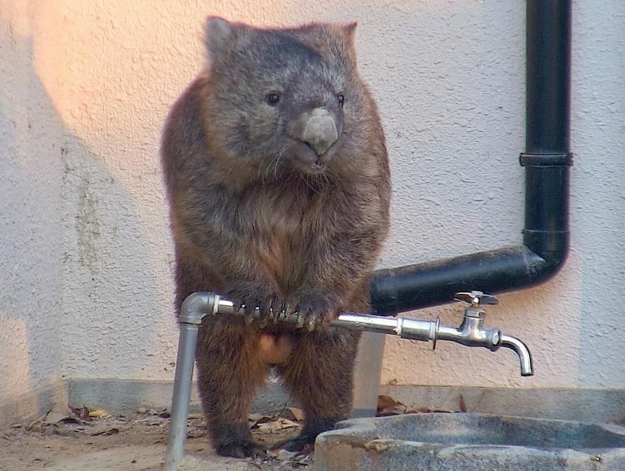 五月山動物園也表示,未來將繼續努力為牠提供健康舒適的生活環境,確保牠能安享晚年。(IG)