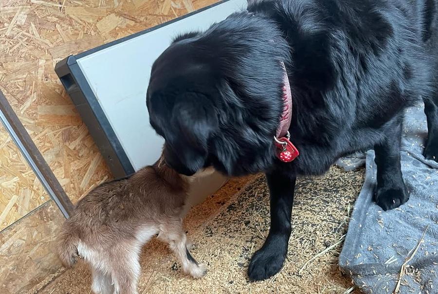 雖然標榜是「動物園」,但園區較像單人經營的寵物農場。(IG)