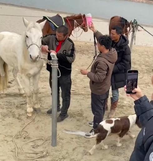 白馬事後發燒至40度,料3至5日才康復。(微博)