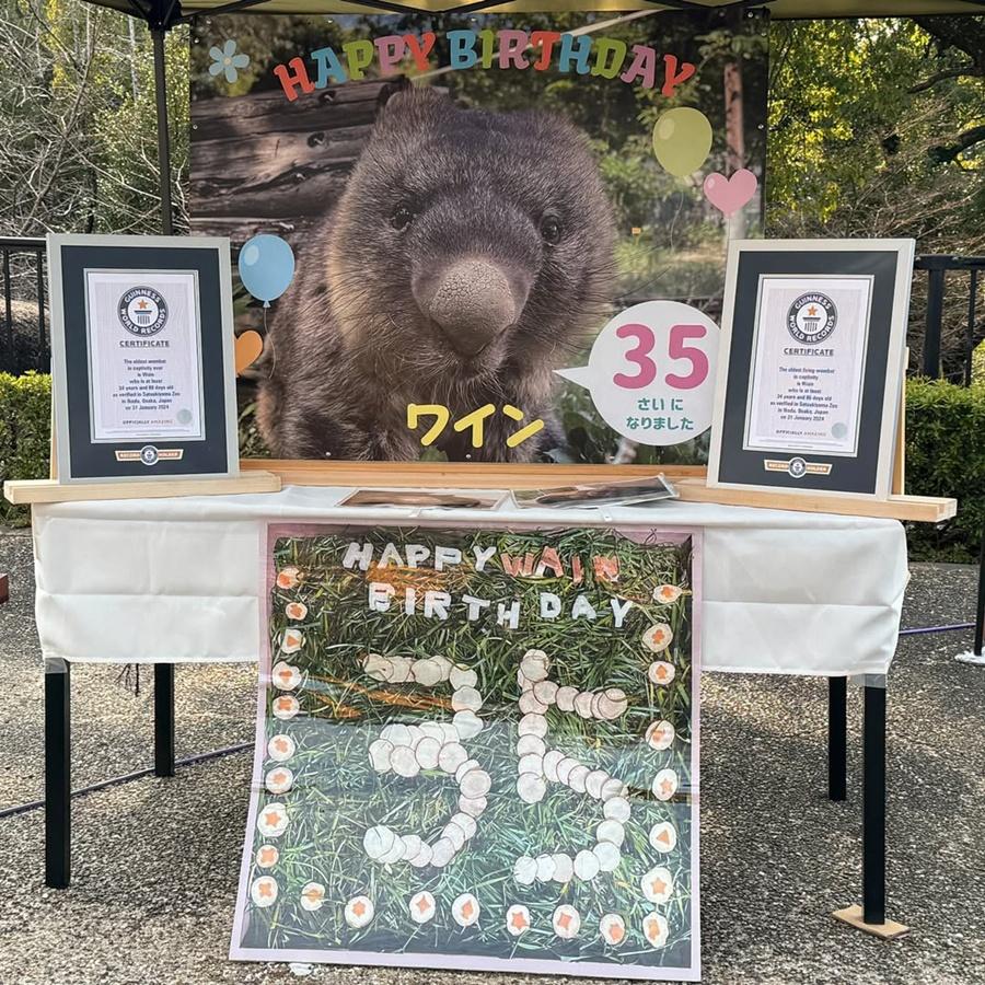 2022年,Wine以32歲高齡創下世界最年長圈養袋熊的健力士世界紀錄。(IG)