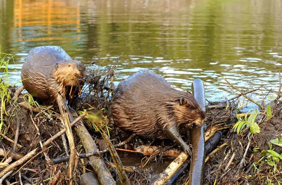 動物學家Jiri Vlček讚嘆指,河狸可以在一夜之間建造1座水壩,最多兩夜。(網上圖片)