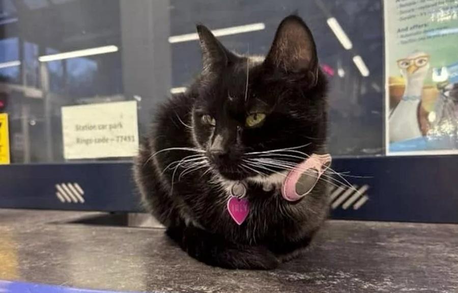 Tilly既有趣又驚人的火車歷奇令牠意外爆紅。(X)